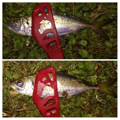 アジンガー2100〜2151