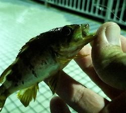 大雨の中でも釣りをする
