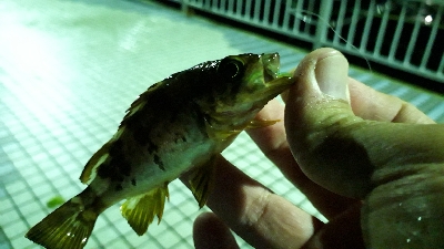 大雨の中でも釣りをする