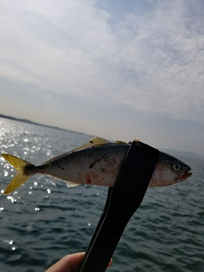 ツバスうじゃうじゃ