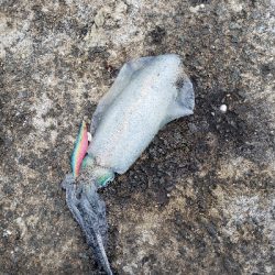 爆風エギング！