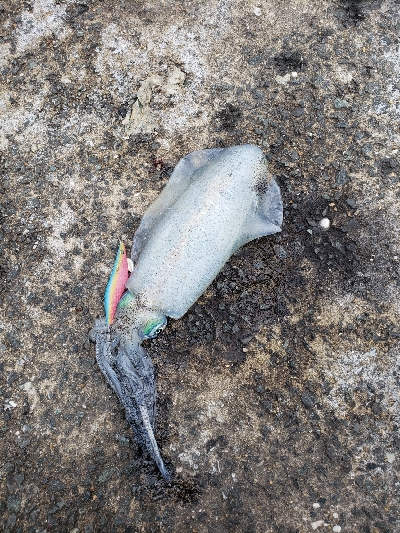 爆風エギング！