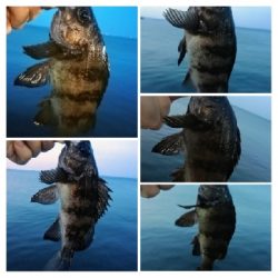 アジンガー1815〜1930