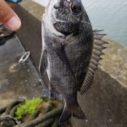 今日は食いが良いみたいです