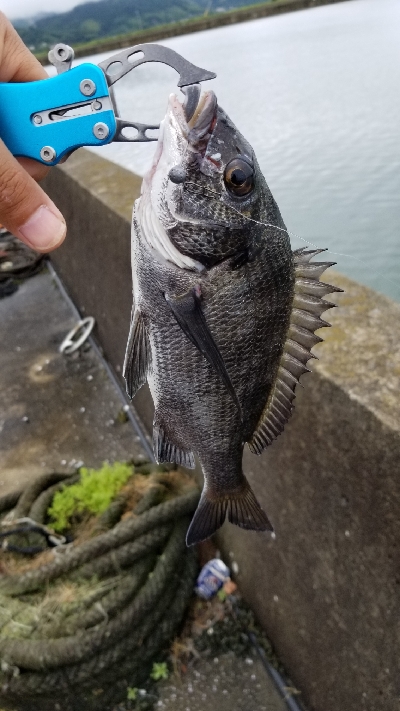 今日は食いが良いみたいです