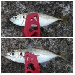 アジンガー1815〜1900