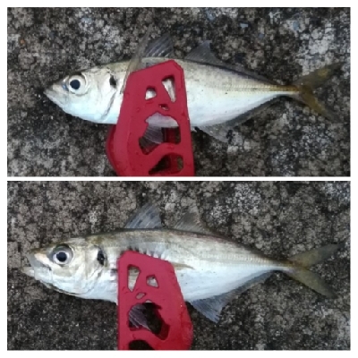 アジンガー1815〜1900