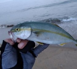 サーフ ジギング