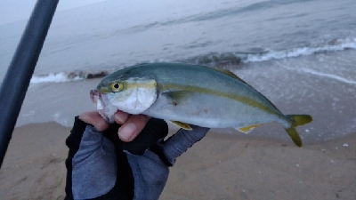 サーフ ジギング