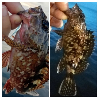 アジンガー1814〜1925