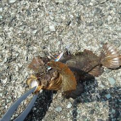 2019年6月10日釣行in福吉漁港