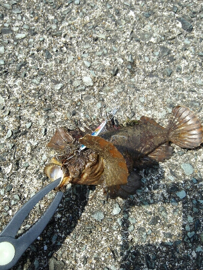 2019年6月10日釣行in福吉漁港