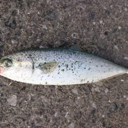 やっと釣れたぁ！