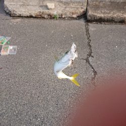 ベアリング換装