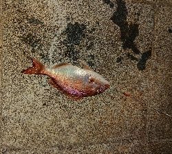 小潮なのに・・・