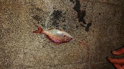 小潮なのに・・・