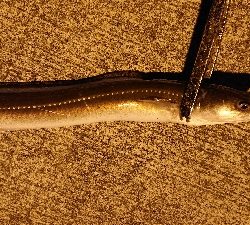 ウナギとアナゴとメバル