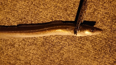 ウナギとアナゴとメバル