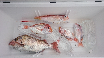 なんとか真鯛ゲット