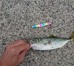 朝練！ツバス狙いで！