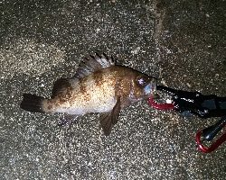 アコウを求めて