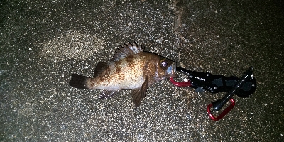 アコウを求めて