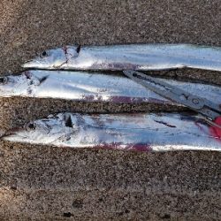 太刀魚沸いています❗