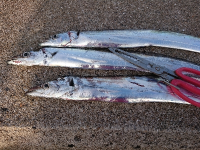太刀魚沸いています❗