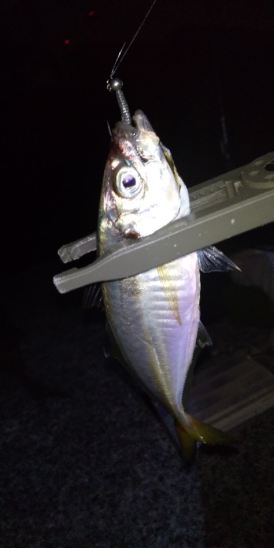 オールでアジング！