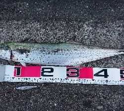 ブリ！サワラ！