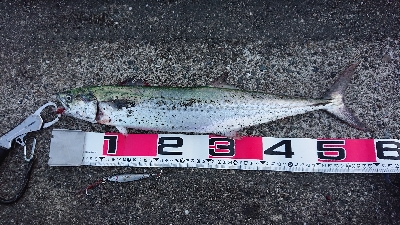 ブリ！サワラ！