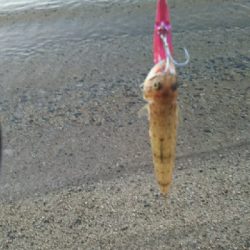 エソしかいない