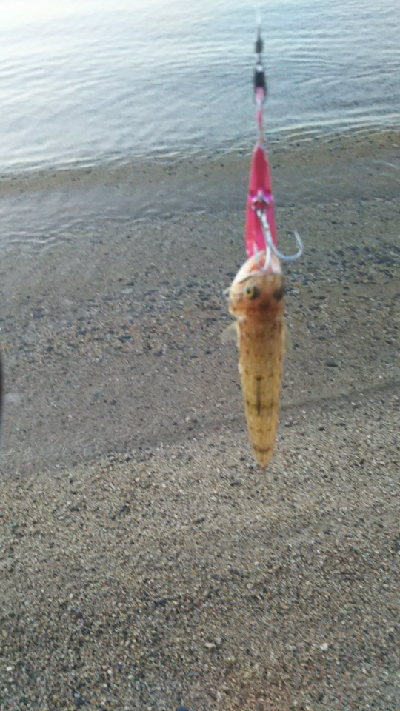 エソしかいない