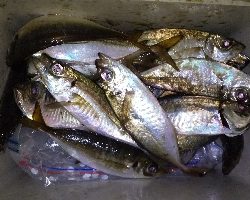 ばくちょー(^^)/