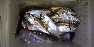 ばくちょー(^^)/