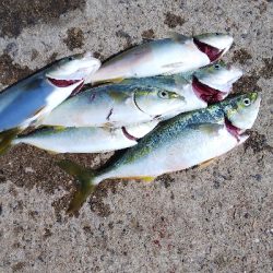 久々の爆釣(ツバスだけど)