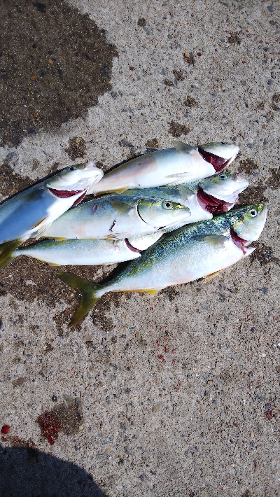 久々の爆釣(ツバスだけど)