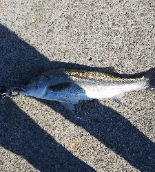 暑くなり引きが強い