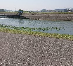 RIVER シーバス