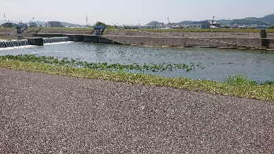RIVER シーバス
