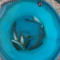 サビキ時々アジング