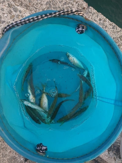 サビキ時々アジング