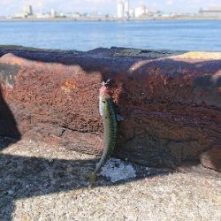 サビキからのアジング