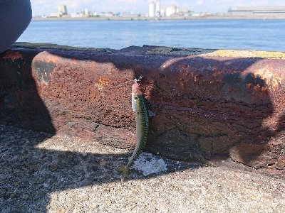 サビキからのアジング