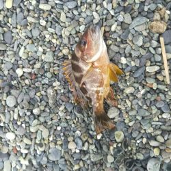 だんご釣りからの、 、、