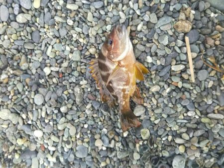 だんご釣りからの、 、、