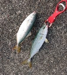 ここでもツバス