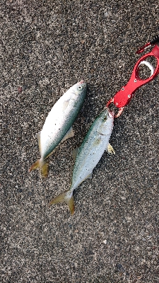 ここでもツバス