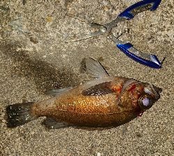 メバリング成立！