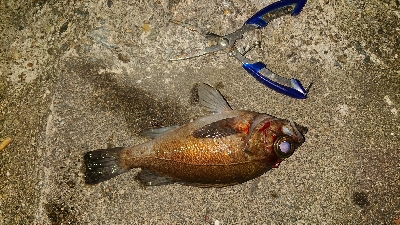 メバリング成立！